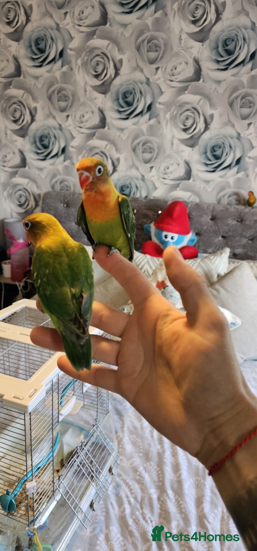 Lovebirds birds for sale: Beautiful hand reared baby love birds 🦜  - Image 1