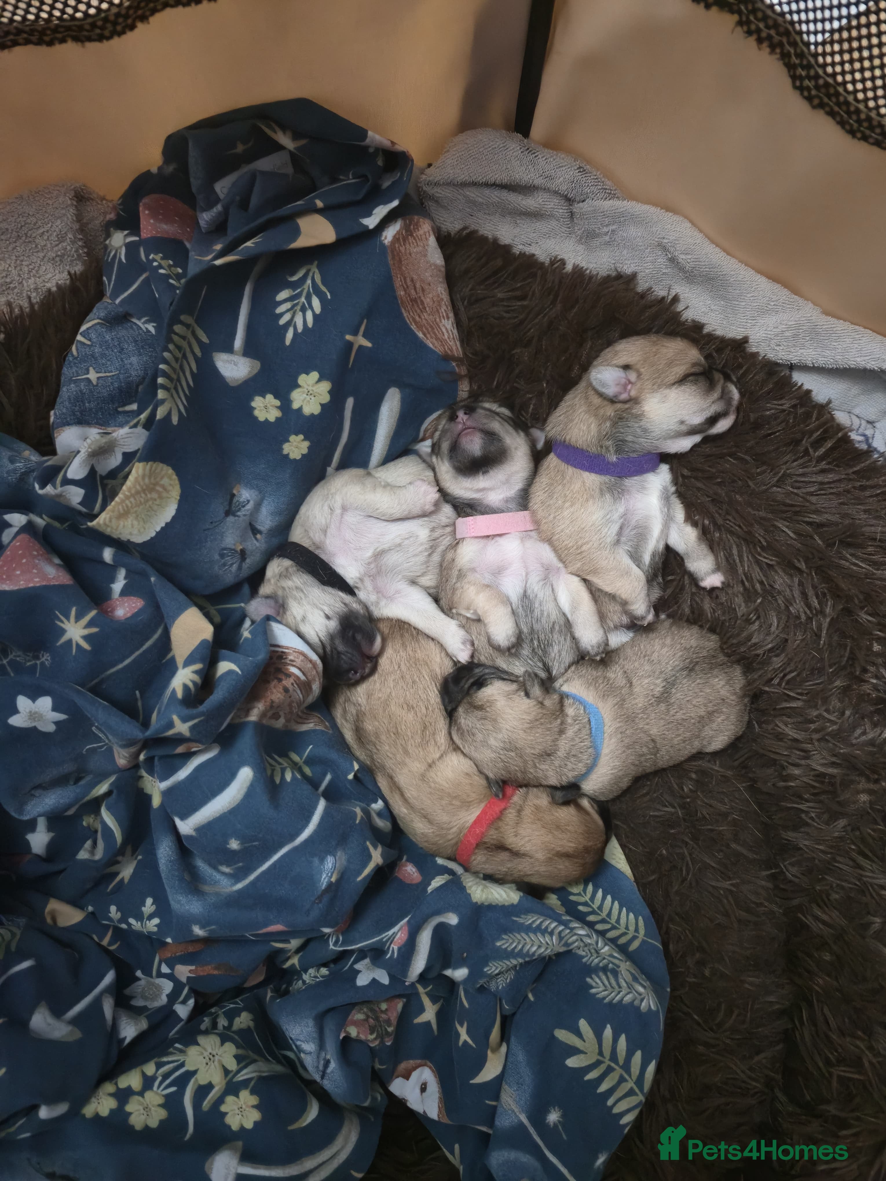 Mixed Breed dogs Maltese x Terrier - Advert 7