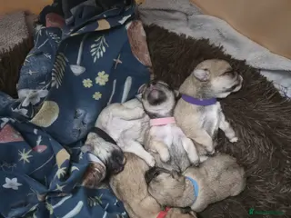 Mixed Breed dogs Maltese x Terrier - Advert 7