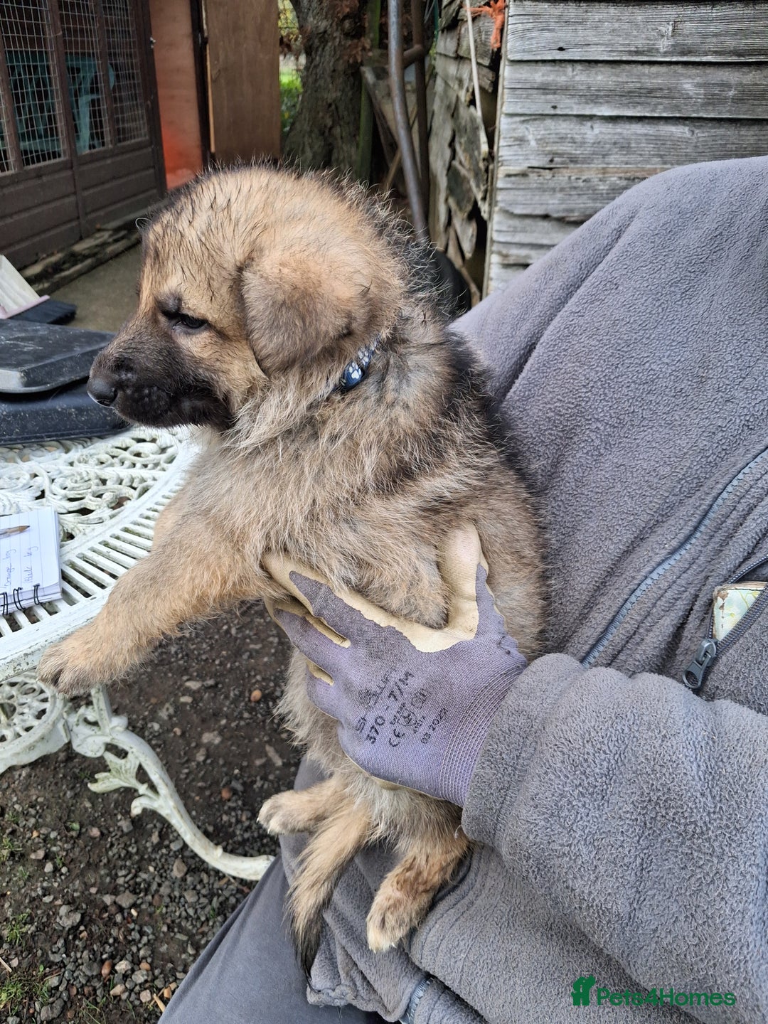 German Shepherd dogs for sale: Super litter of fully registered gsd pups - Advert 10