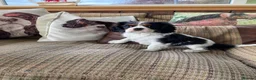 Cavalier King Charles Spaniel dogs for sale: KC cavalier tri boy from health tested parents - Advert 2
