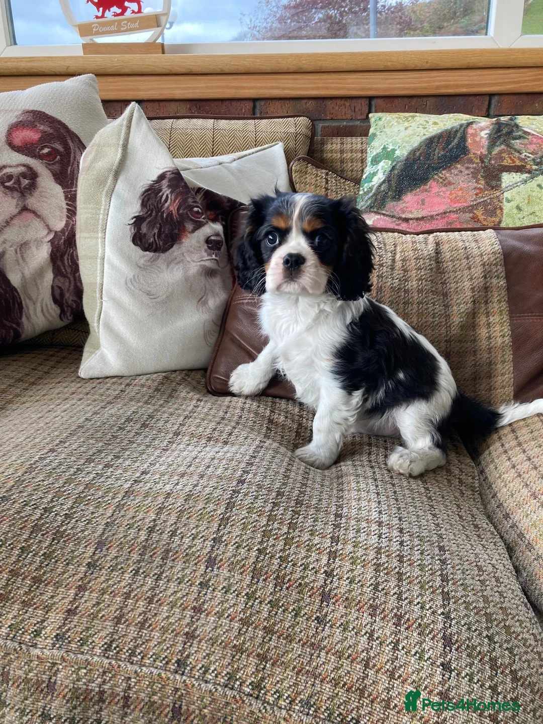 Cavalier King Charles Spaniel dogs for sale: KC cavalier tri boy from health tested parents - Advert 2