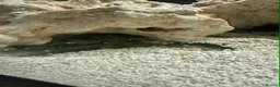 Cichlids fish for sale: Fish for sale in Milton Keynes - Advert 16