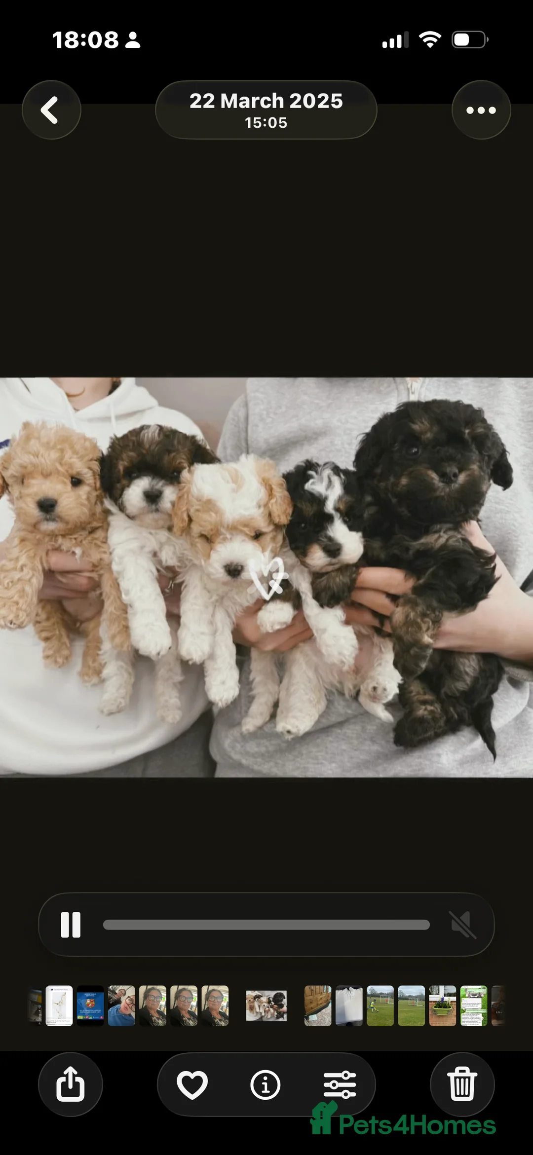 Cavapoochon dogs for sale: CAVAPOOCHON WAITLIST!  in Liphook - Advert 2