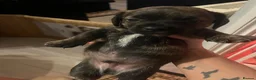 Mixed Breed dogs for sale: 8 Puppies for sale!  - Advert 24