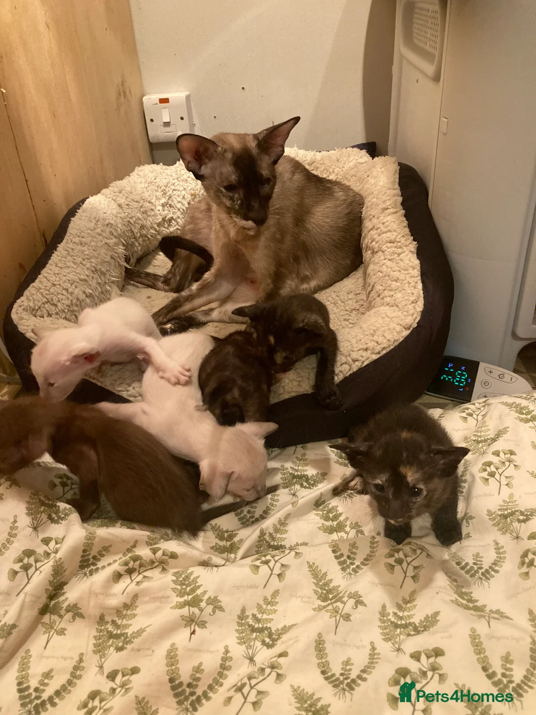 Oriental cats for sale: 2 Oriental girl kittens - Advert 16