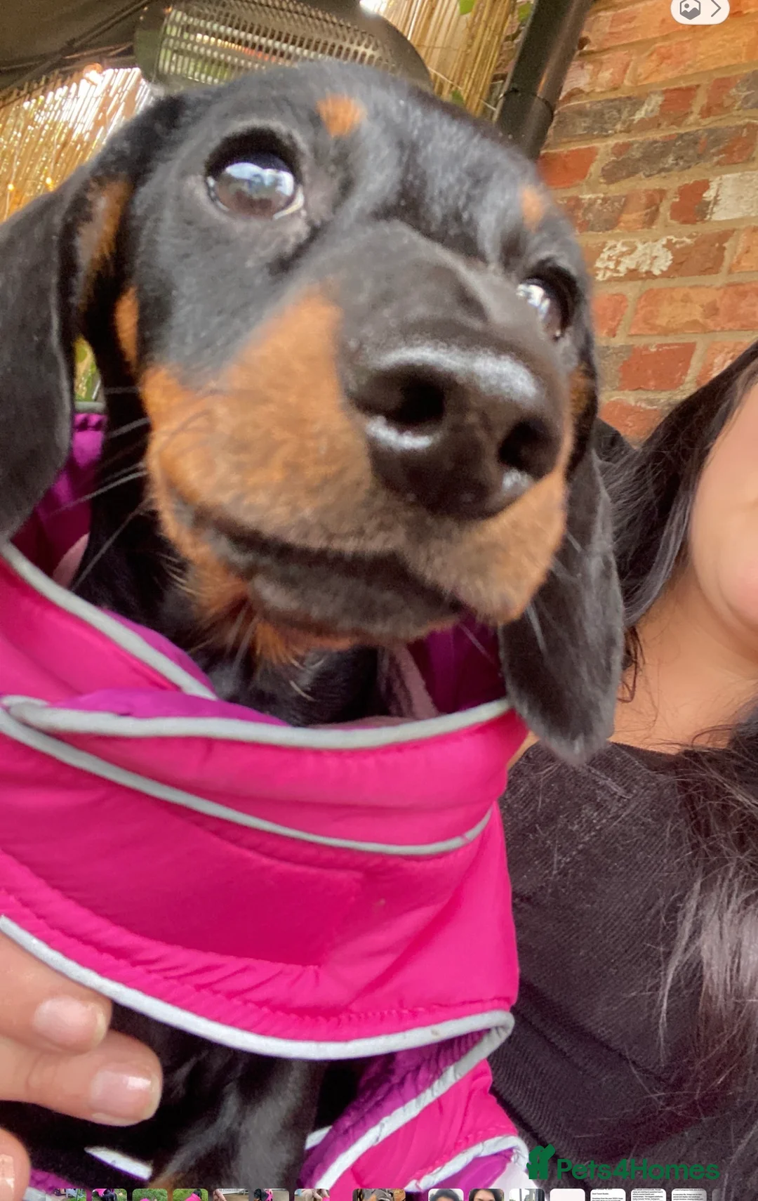 Dachshund dogs for sale: Beautiful Dachshund miniature  - Advert 11