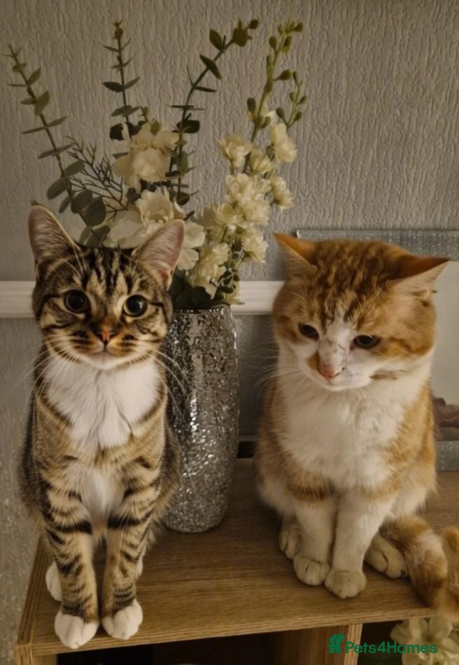Mixed Breed cats kittens for sale - Advert 1