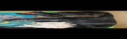 Labrador Retriever dogs for sale: Beautiful Labrador puppies  - Advert 21