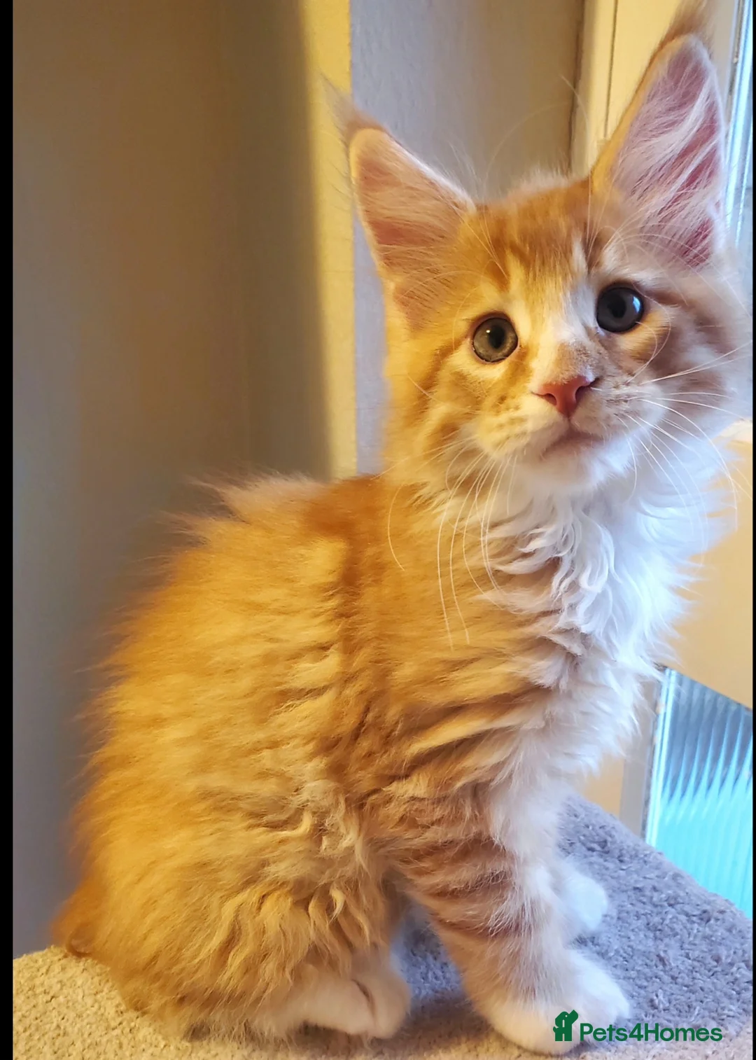 Maine Coon cats for sale: GOURGEOUS XXL MAINE COON KITTENS!!! - Advert 8