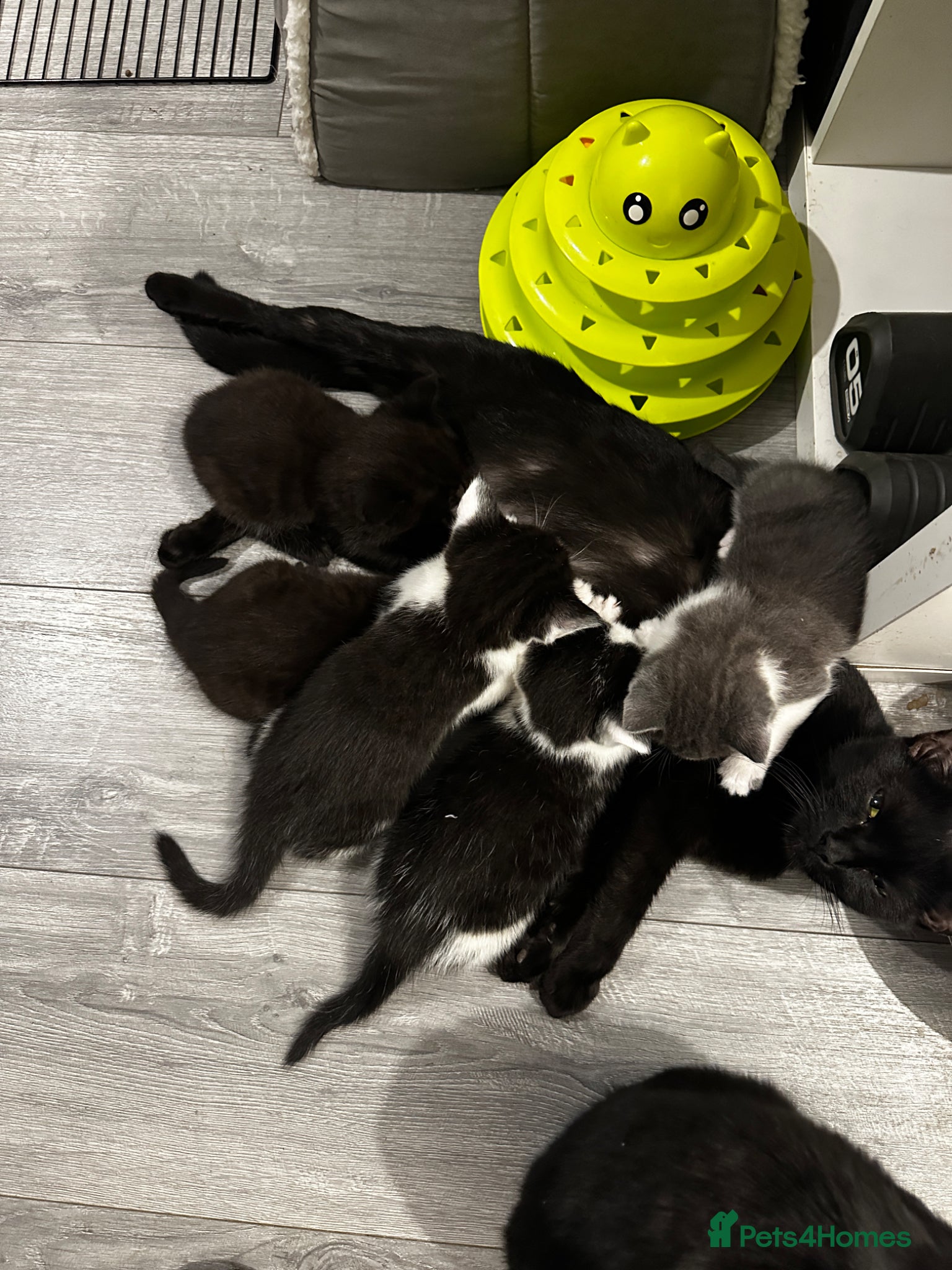 Mixed Breed cats     Loving Homes Only Beautiful Kittens Ready Soon - Advert 6