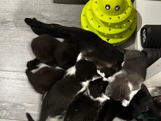 Mixed Breed cats Loving Homes Only Beautiful Kittens Ready Soon - Advert 4