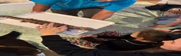 Skink reptiles for sale: Friendly Northern Blue Tongue Skink with 4ft Viv  - Advert 3