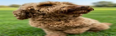 Cockapoo Puppy 1