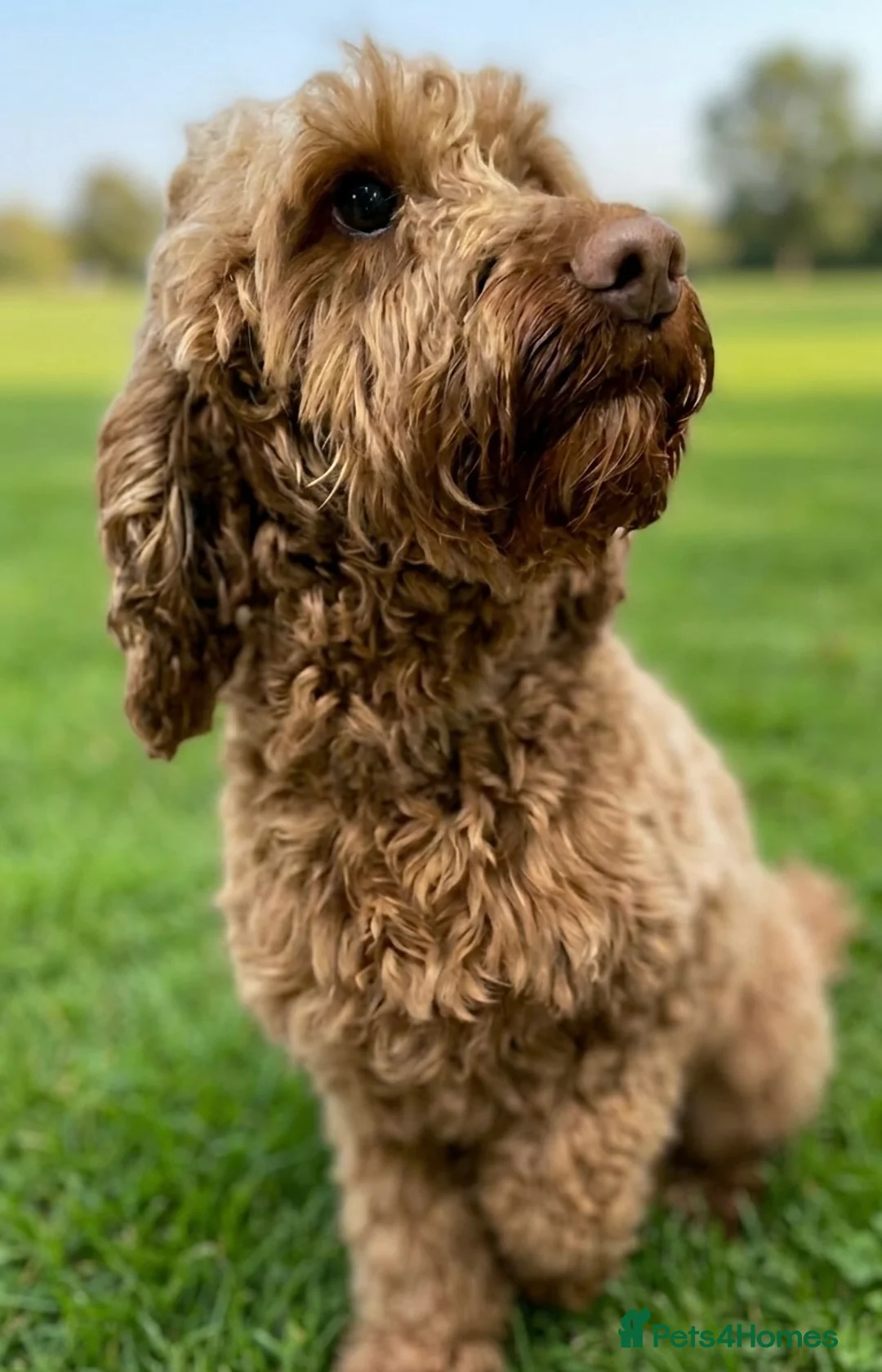 Cockapoo dogs for sale: Two beautiful cockerpoo girls for rehoming  in Bristol - Advert 3