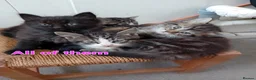 Mixed Breed cats for sale: Kittens for sale - Advert 30