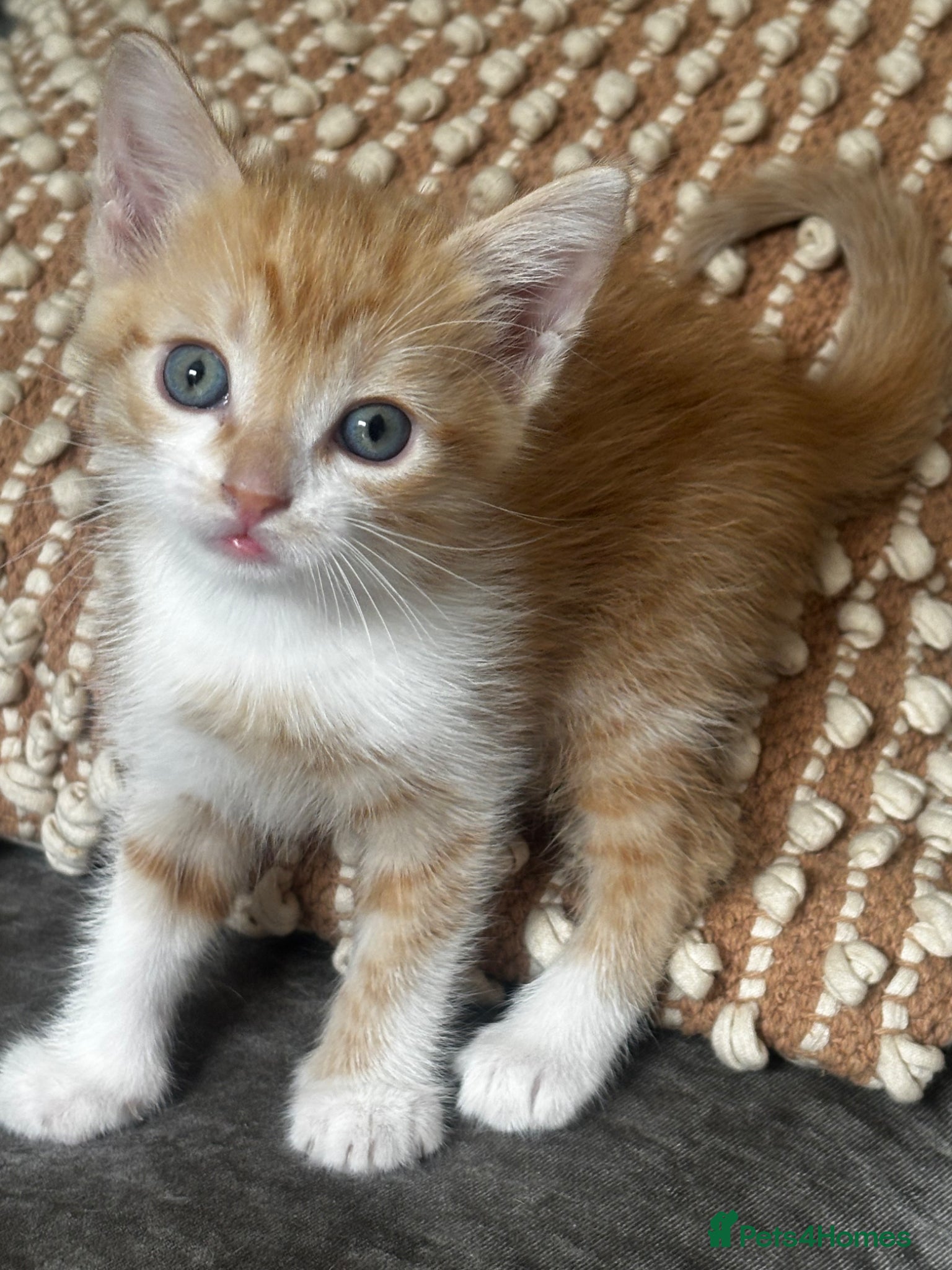 Domestic Shorthair cats for sale: Calico and Ginger kittens  - Advert 2
