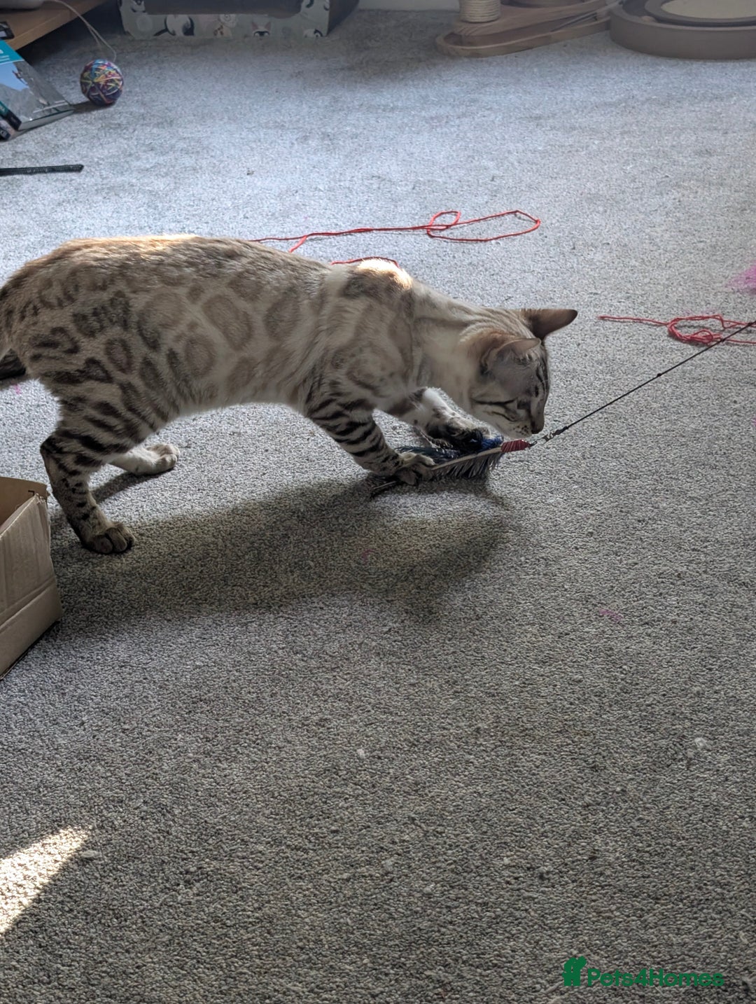 Bengal cats for sale: Stunning championship line snow lynx bengal - Advert 3