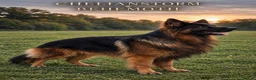German Shepherd dogs for sale: EXCEPTIONAL KC REG GERMAN SHEPHERD PUPPIES - Advert 8