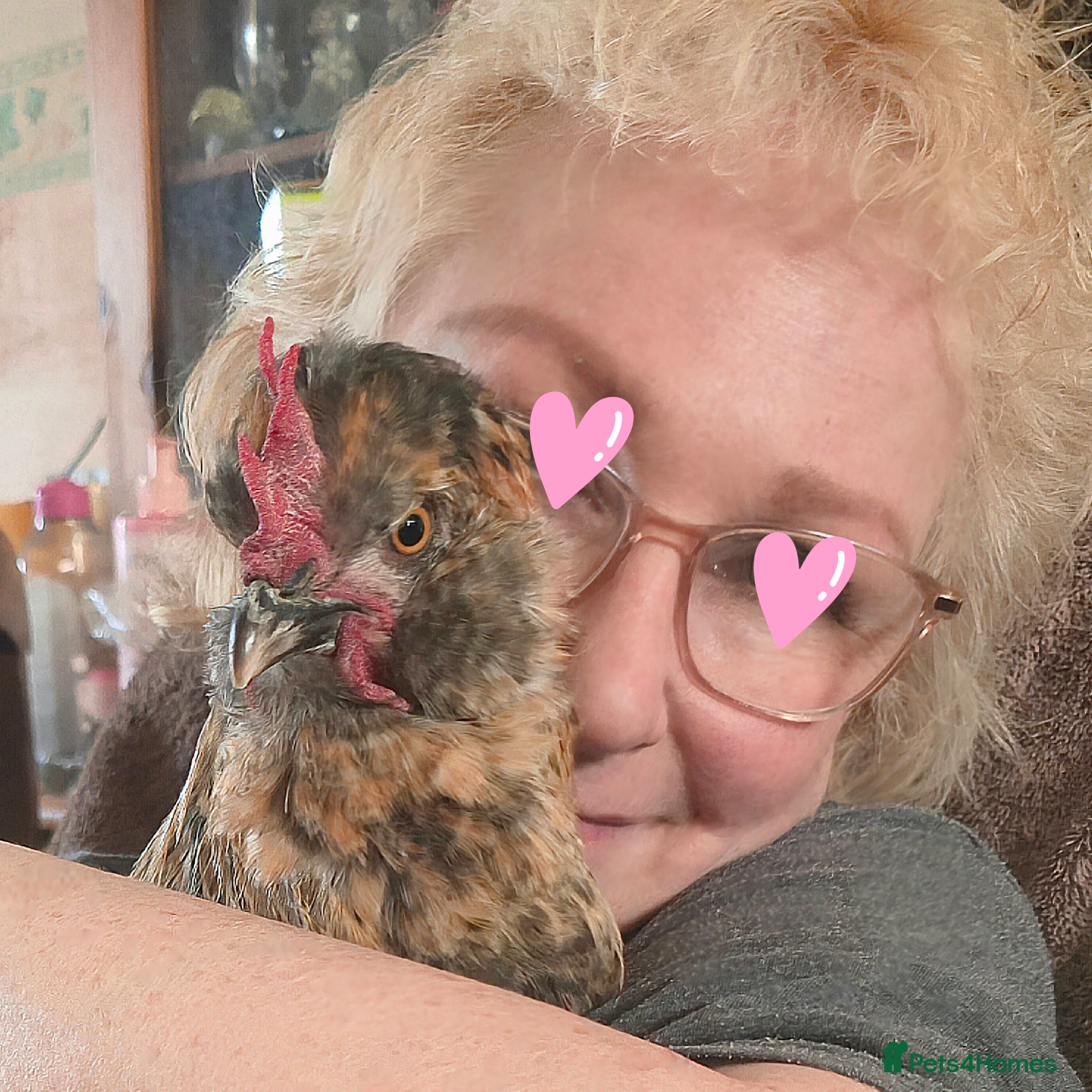 Chickens poultry for sale: Araucana x Silkie boy - Advert 1