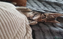 Mixed Breed cats for sale: Gorgeous Bengal X Boy Kitten 😸 💖  - Image 14