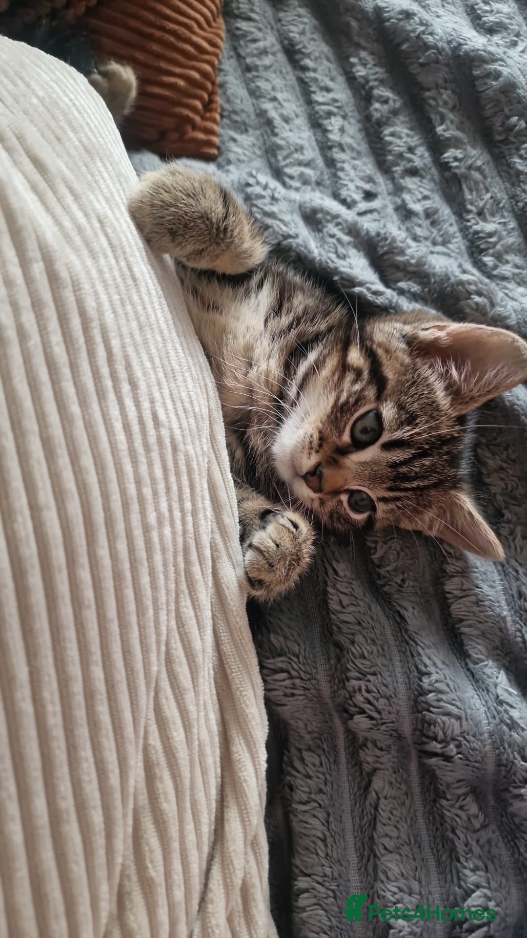 Mixed Breed cats for sale: Gorgeous Bengal X Boy Kitten 😸 💖  - Image 14
