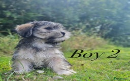 Shorkie dogs for sale: Shorkie pups ready now - Image 7