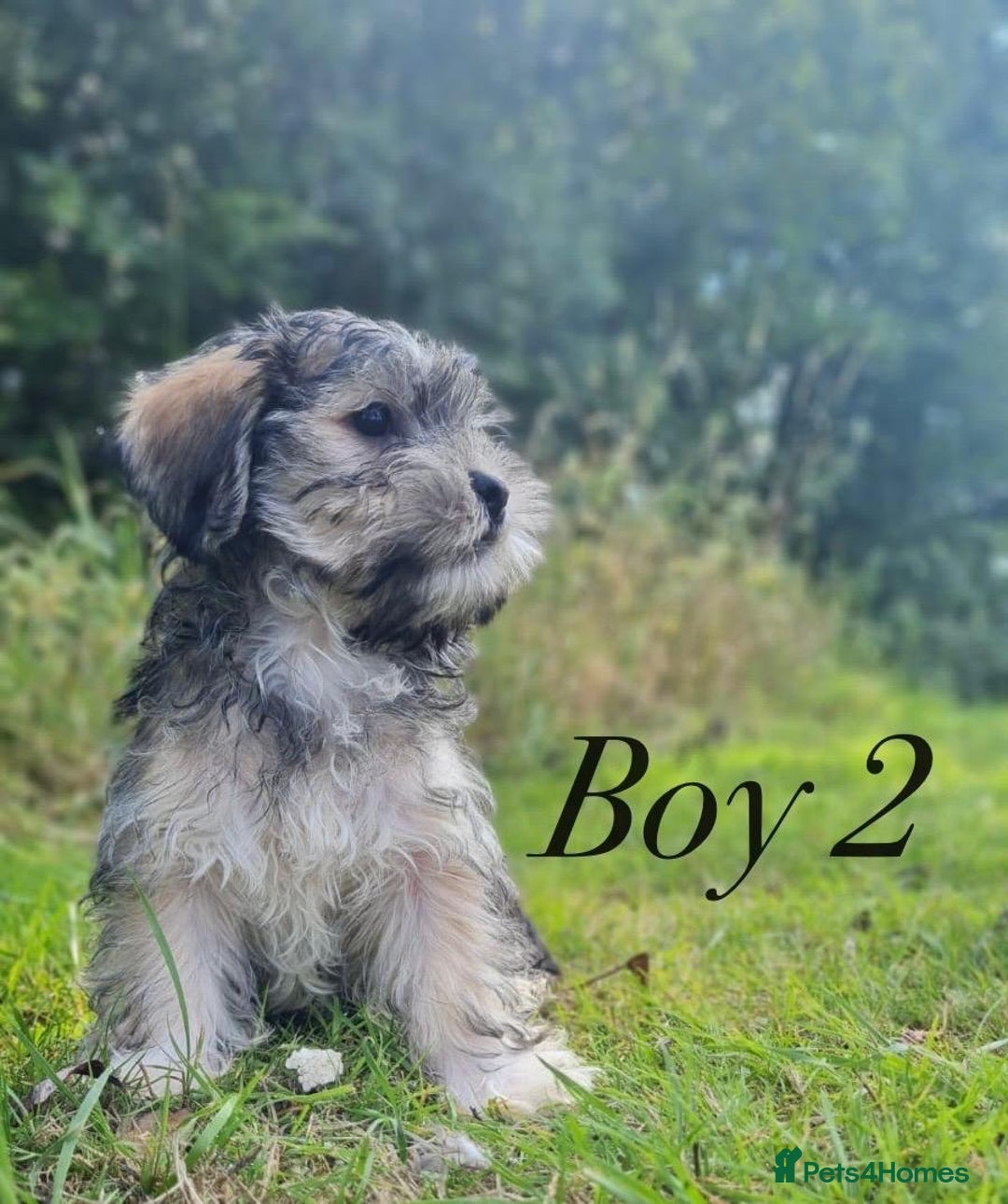 Shorkie dogs for sale: Shorkie pups ready now - Image 7