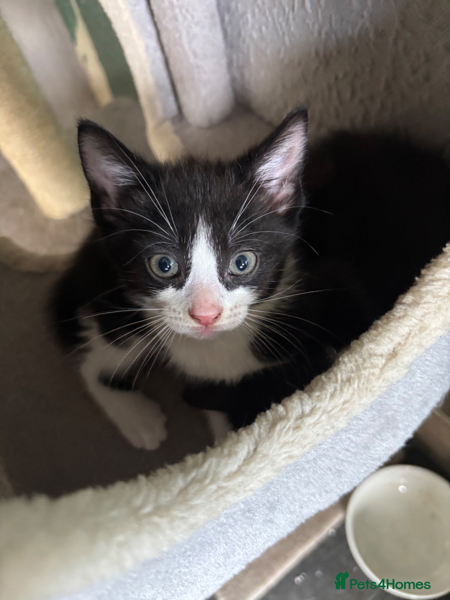 Mixed Breed cats Adorable cute kittens - Advert 5