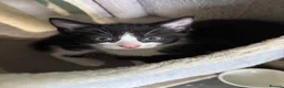 Mixed Breed cats for sale: Adorable cute kittens - Advert 1