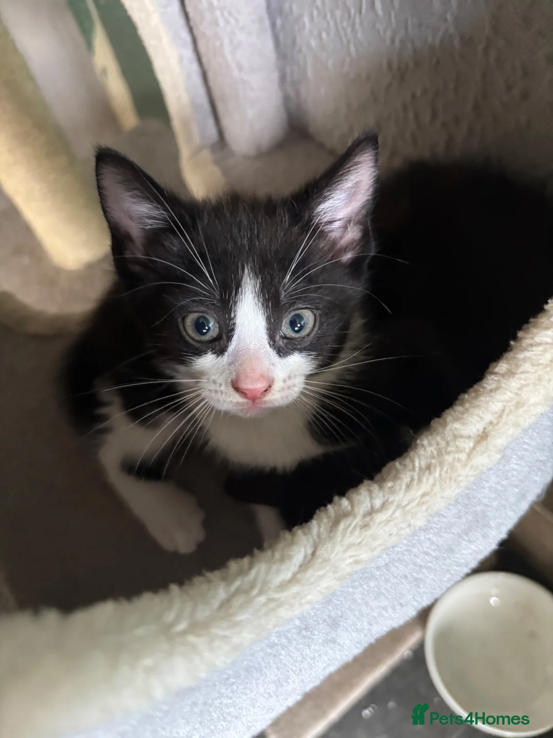 Mixed Breed cats for sale: Adorable cute kittens - Advert 1