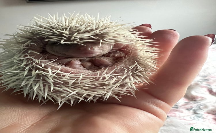 Pygmy Hedgehog rodents - Advert 5