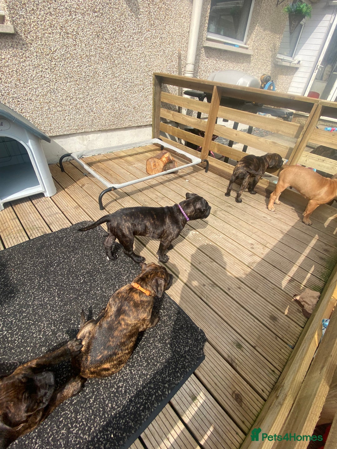 Mixed Breed dogs for sale: Old tyme bulldog in Shotts - Image 27