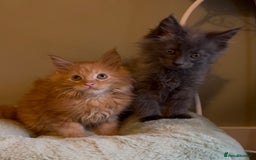 Maine Coon cats for sale: Pedigree Maine coon kittens READY NOW - Image 18