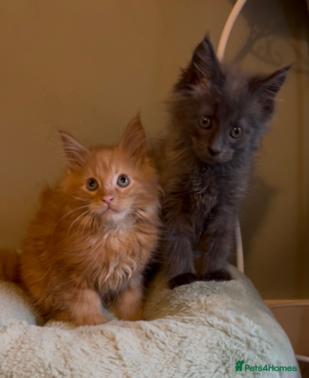 Maine Coon cats for sale: Pedigree Maine coon kittens READY NOW - Image 18