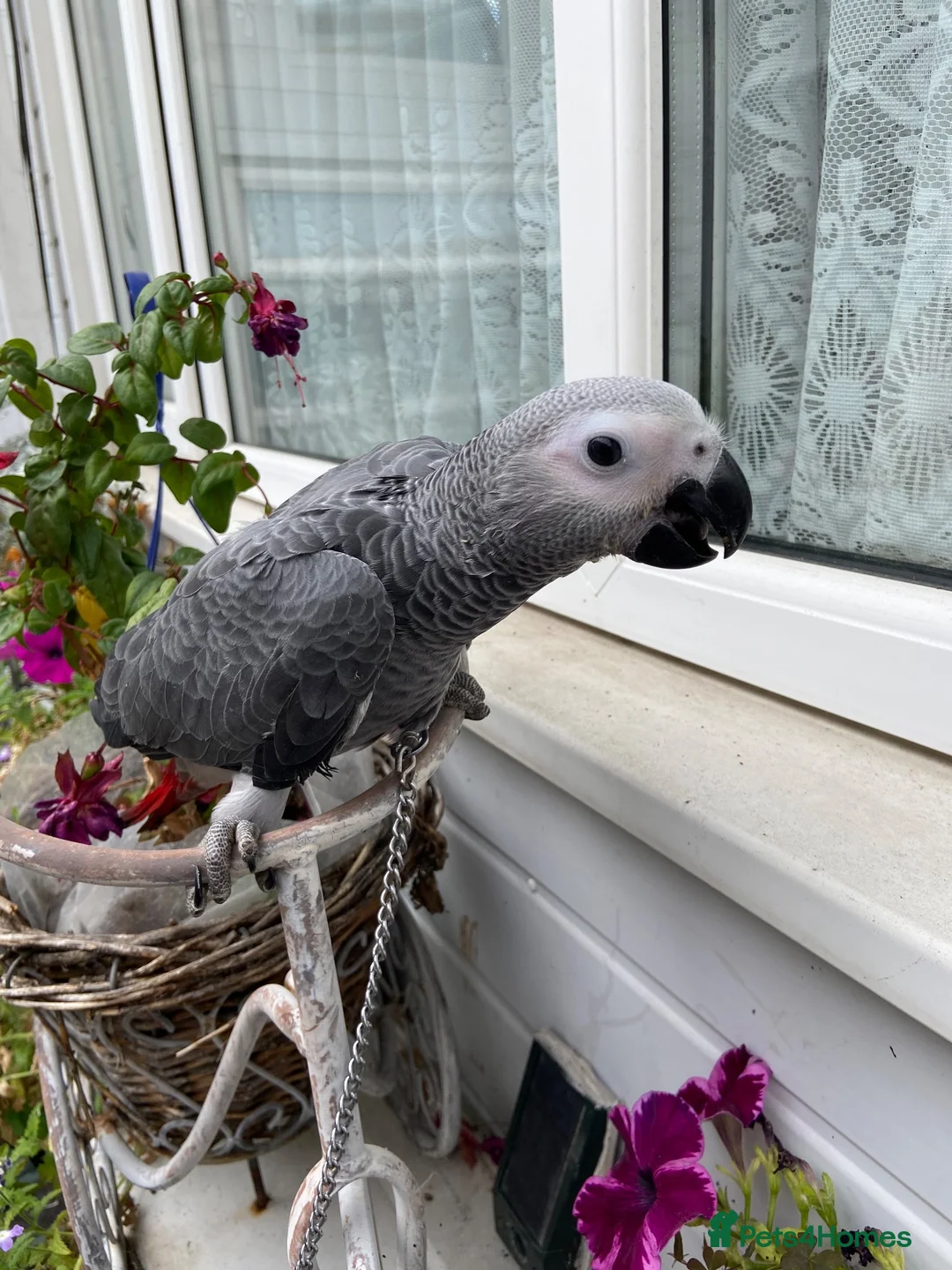 Parrots birds for sale: AFRICAN GREY BABY  - Advert 2
