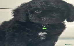 Cockapoo dogs for sale: Nobody chose me - Image 4