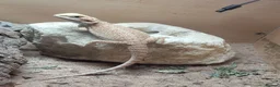 Bearded Dragon reptiles for sale: Beardy babies - Advert 4