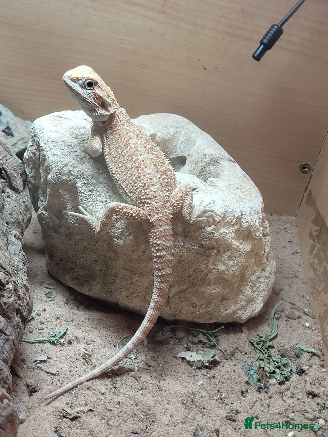 Bearded Dragon reptiles for sale: Beardy babies - Advert 4