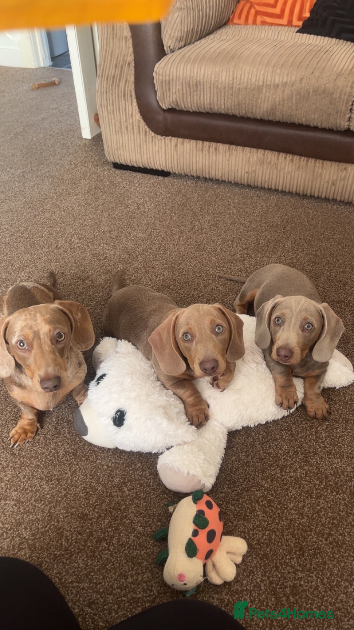 Miniature Dachshund dogs Two beautiful miniature boy dachshunds  - Advert 2