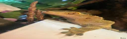 Gecko reptiles for sale: Stunning pair of breeding geckos - Advert 5