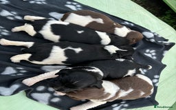 English Springer Spaniel dogs for sale: Gorgeous marked English Springer Spaniel pups  - Image 1
