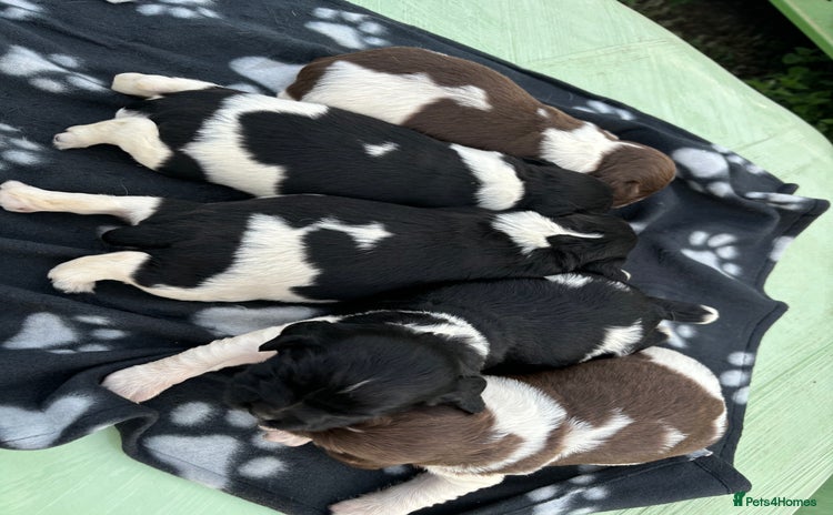 English Springer Spaniel dogs - Advert 8