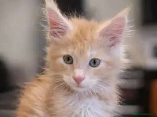 Maine Coon cats Last One Available! Male mainecoon 🩵 - Advert 6