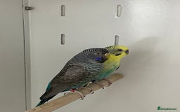 Mixed Breed birds for sale: Hand reared conures and avairy budgies  - Image 11