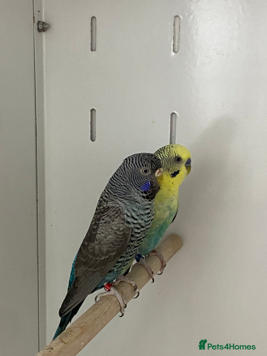 Mixed Breed birds for sale: Hand reared conures and avairy budgies  - Image 11