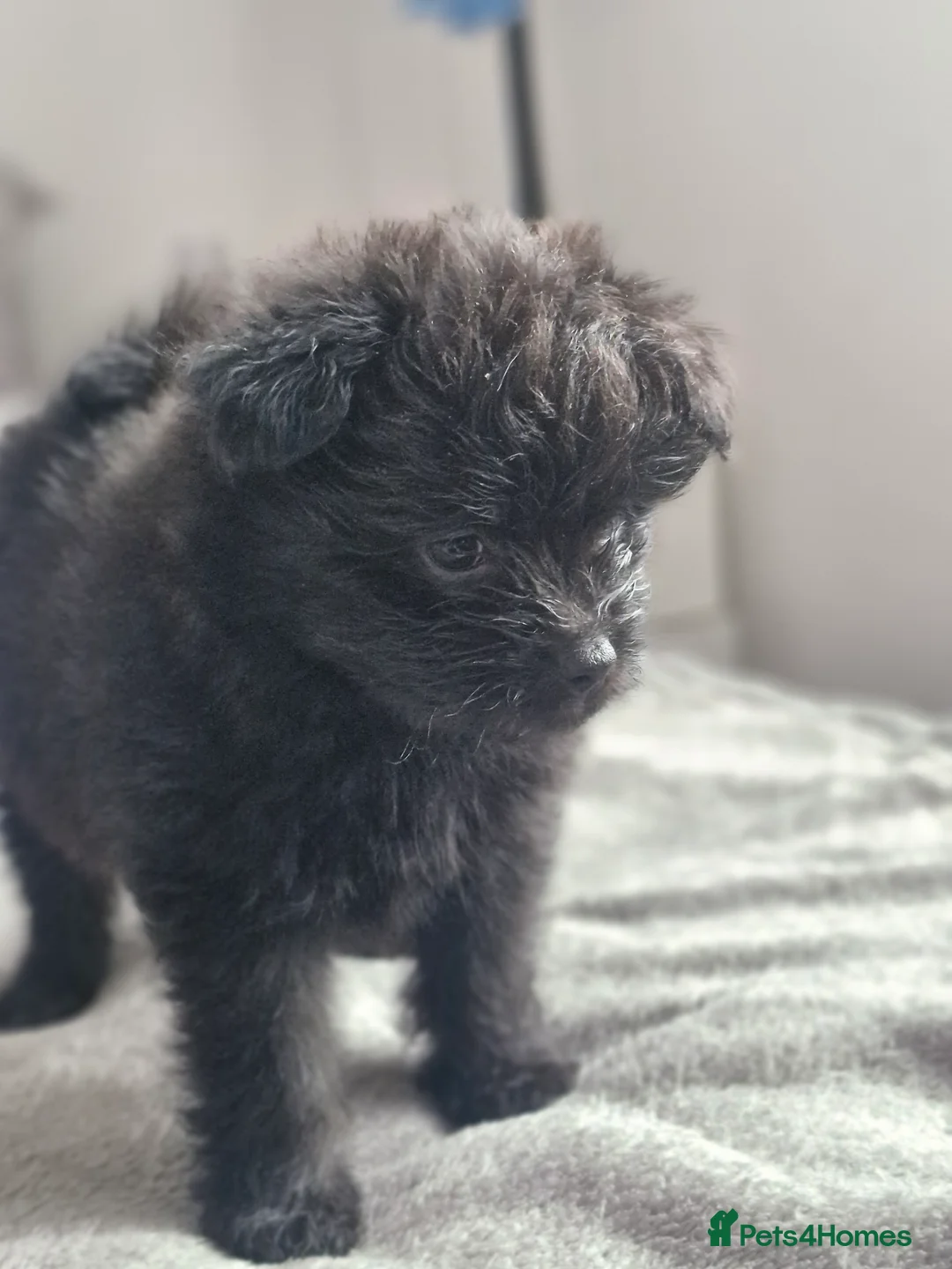 Pomapoo dogs for sale: ✨ Beautiful Pomapoo Puppies – 1,600 ✨ - Advert 8