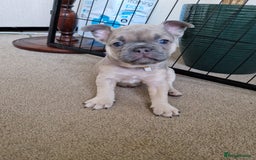 French Bulldog dogs for sale: Rosie litter  - Image 4