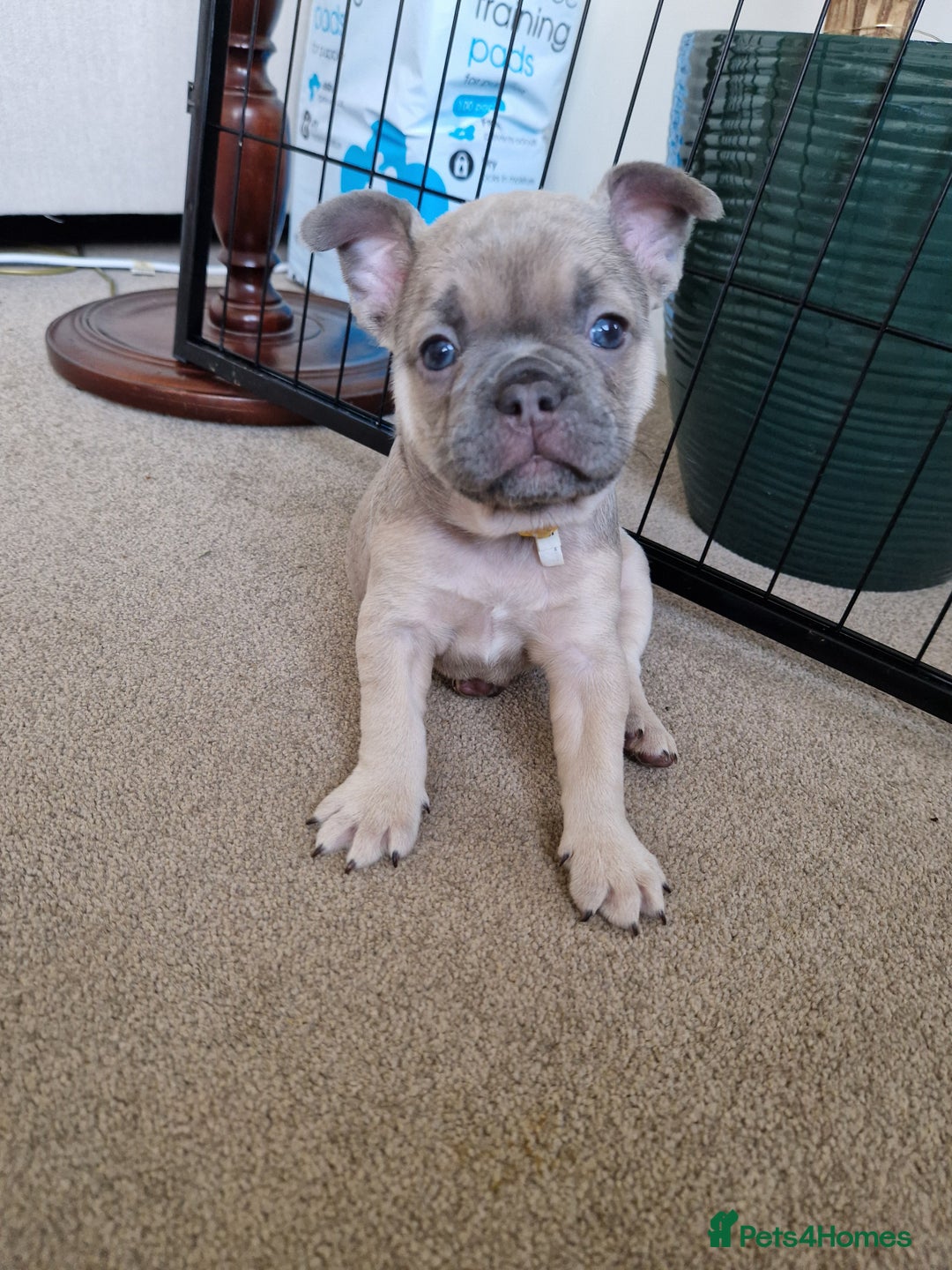 French Bulldog dogs for sale: Rosie litter  - Image 4