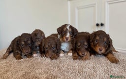 Bordoodle dogs for sale: OUTSTANDING *TRI COLOUR* MINIATURE BORDOODLES - Image 17